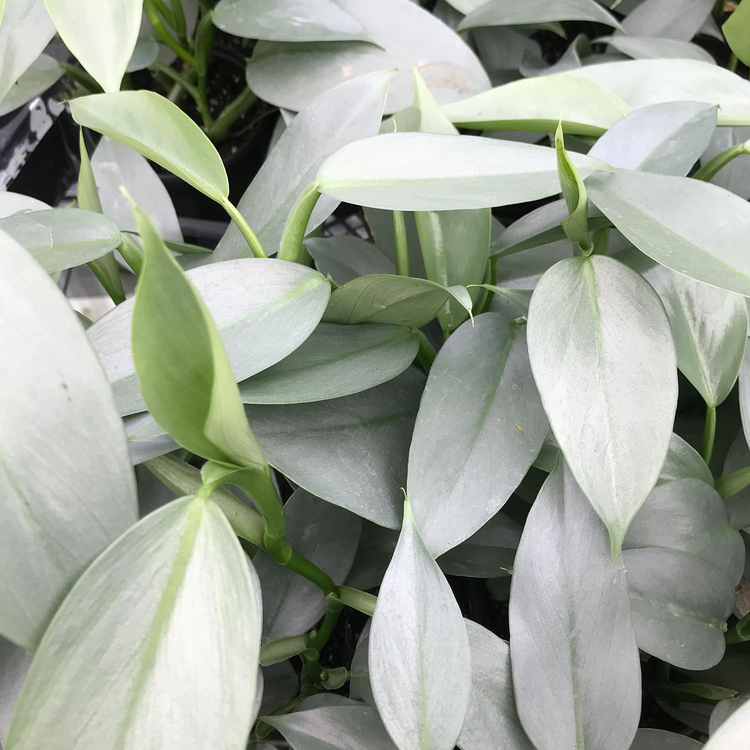 Amazon.com : Silver Sword Philodendron - Live Plant in a 4 Inch Pot -  Philodendron Hastatum 'Silver Sword' - Stunning Houseplant with Unique  Foliage - Air Purifying : Patio, Lawn & Garden