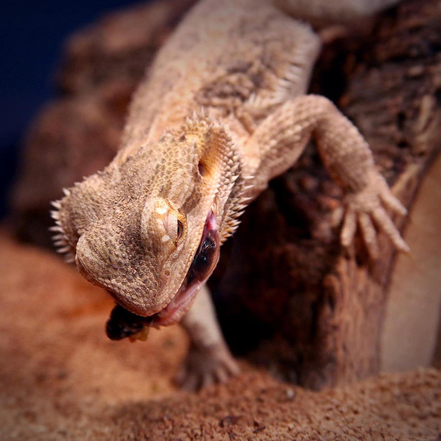 The Roach Cafe Dubia Roaches 250 Small Roaches. 15% More Free