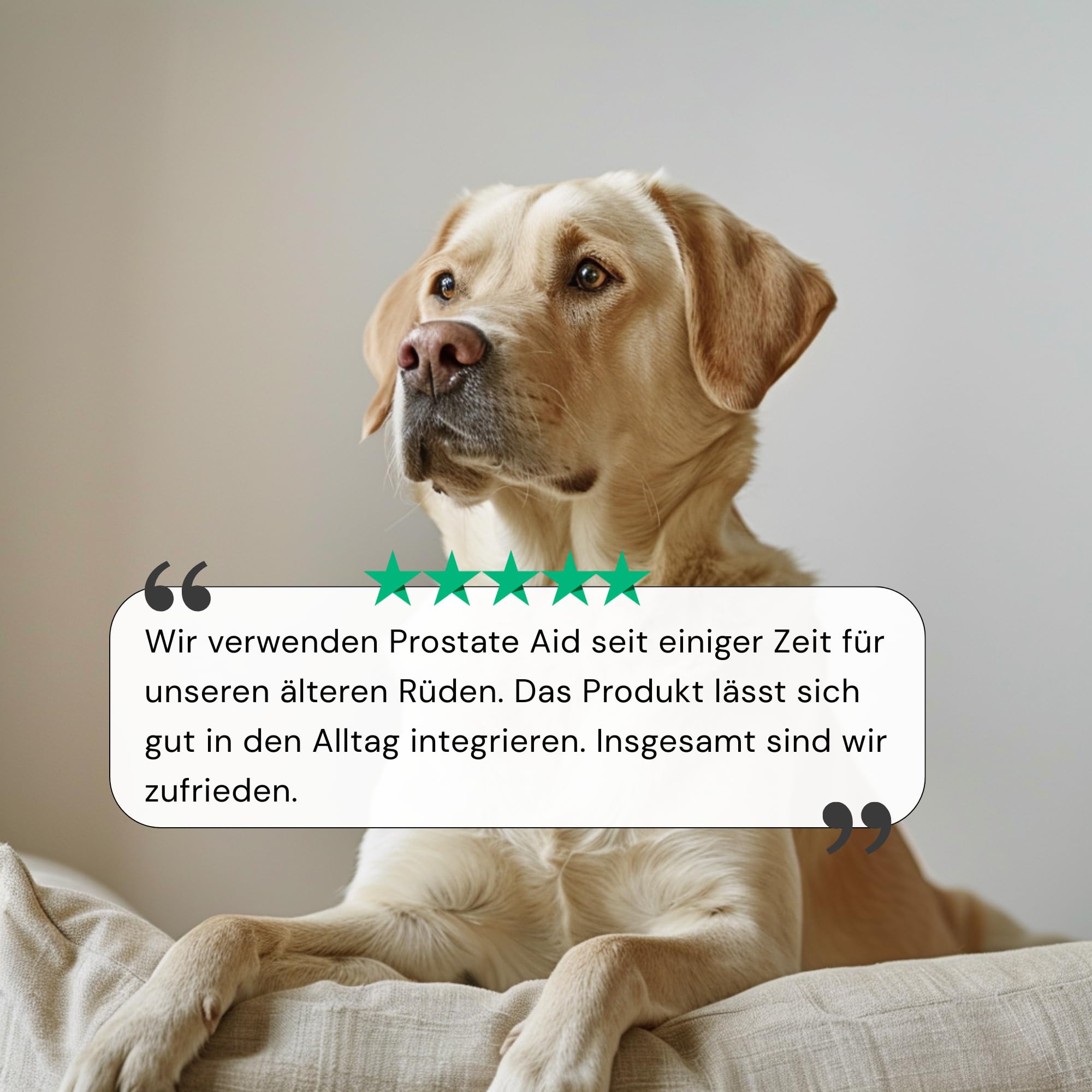 Prostata Aid - Prostata Tabletten für Hunde zur Unterstützung der Prostatafunktion - hochdosiertes Nahrungsergänzungsmittel mit pflanzlichen Extrakten - 90 Tabletten à 1000 mg - Sensipharm