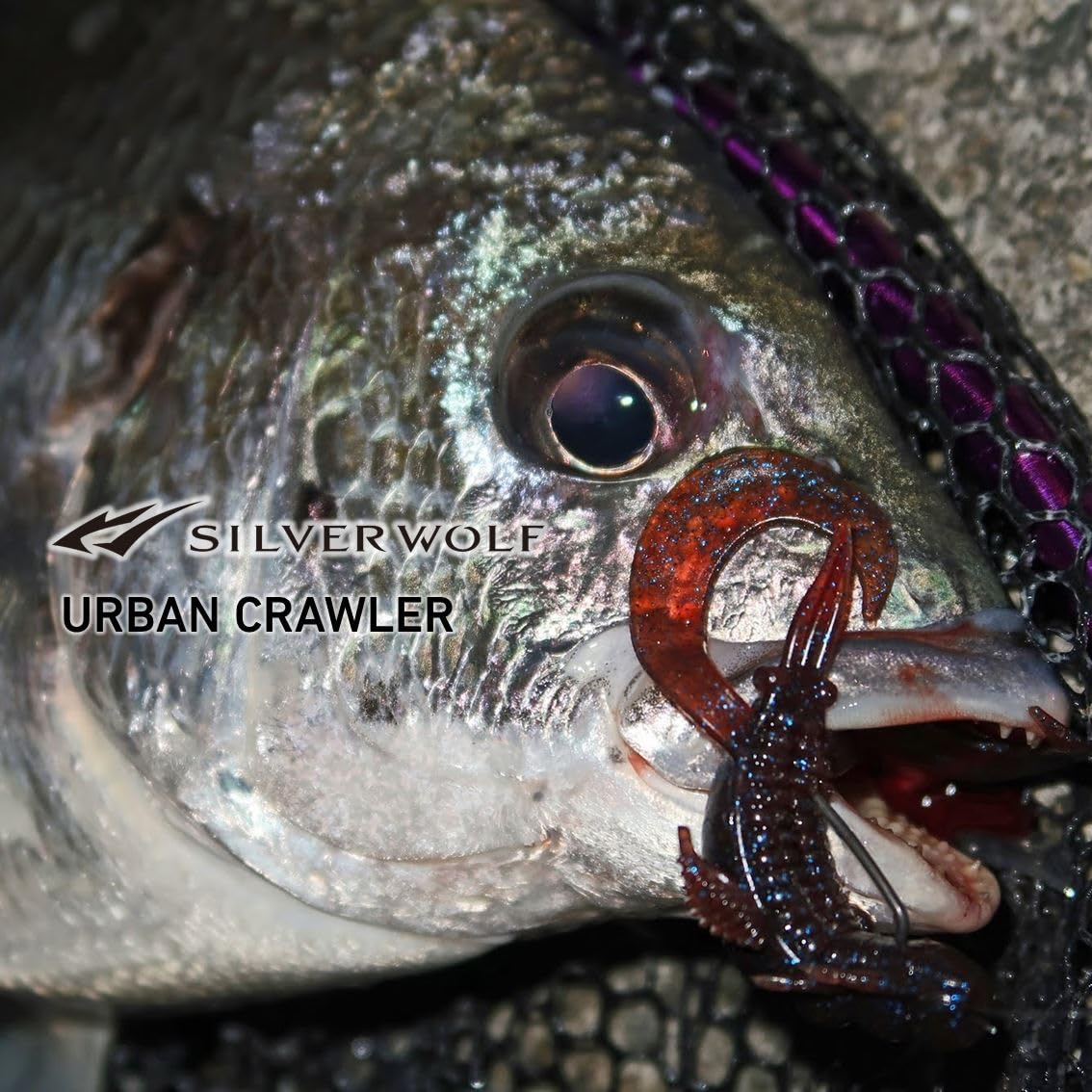 Daiwa Silver Wolf Urban Roller 2.5