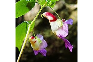 CHUXAY GARDEN Impatiens Psittacina, Parrot Orchid Rare Wildflower