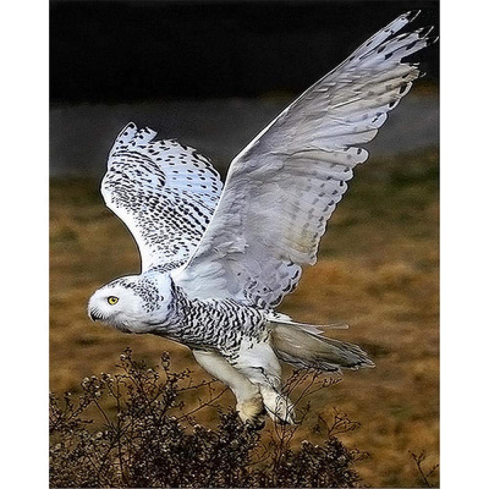 Mosaïque hibou blanc peinture diamant 5D pour salon cocooning