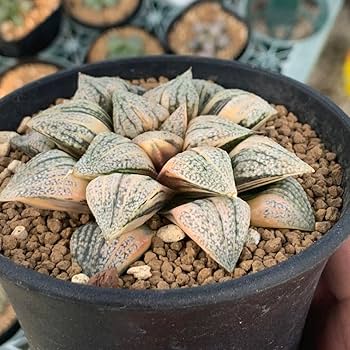 Amazon｜多肉植物 ハオルチア ピクタ錦 極上斑 大株｜観葉植物