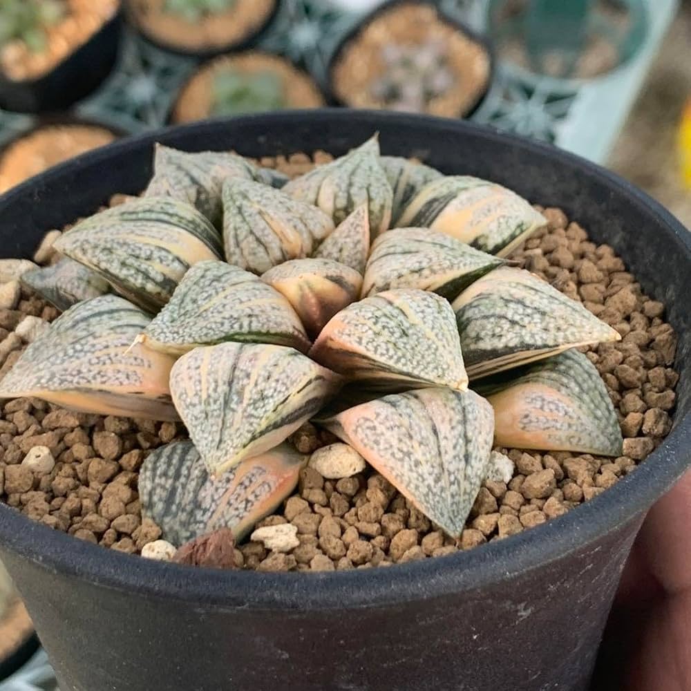 Amazon｜多肉植物 ハオルチア ピクタ錦 極上斑 大株｜観葉植物