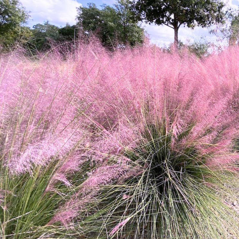 3 Pink Muhly Grass Live Plants, Pink Muhly Grass Plants, 4 to 6 Inch Tall, No Pot for Planting Outdoor Garden