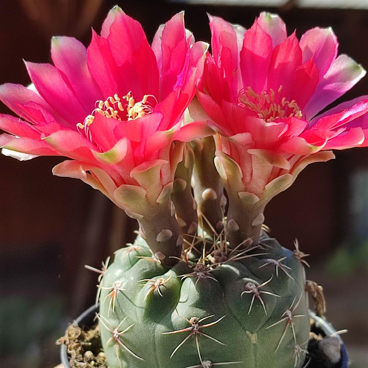 Dream Nursery- Gymnocalycium baldianum cactus –Plant Size 3 inches Blooming Size. (B0C9CG53P5) Amazon Price History, Amazon Price Tracker