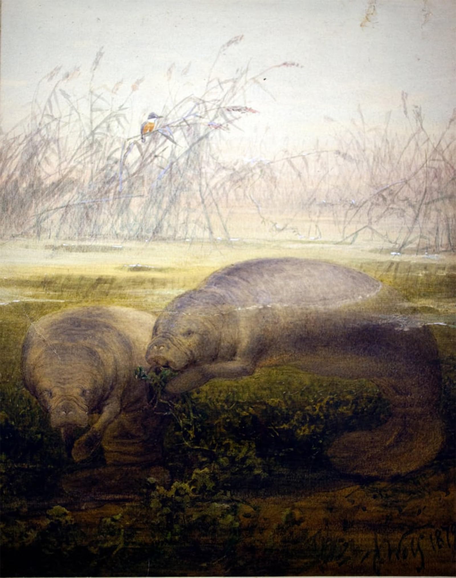 ARTXLXXBN Famous Print Painting Colorful Art Print Manatee by Wolf Canvas Art Decorations for Home Decor 60x90cm