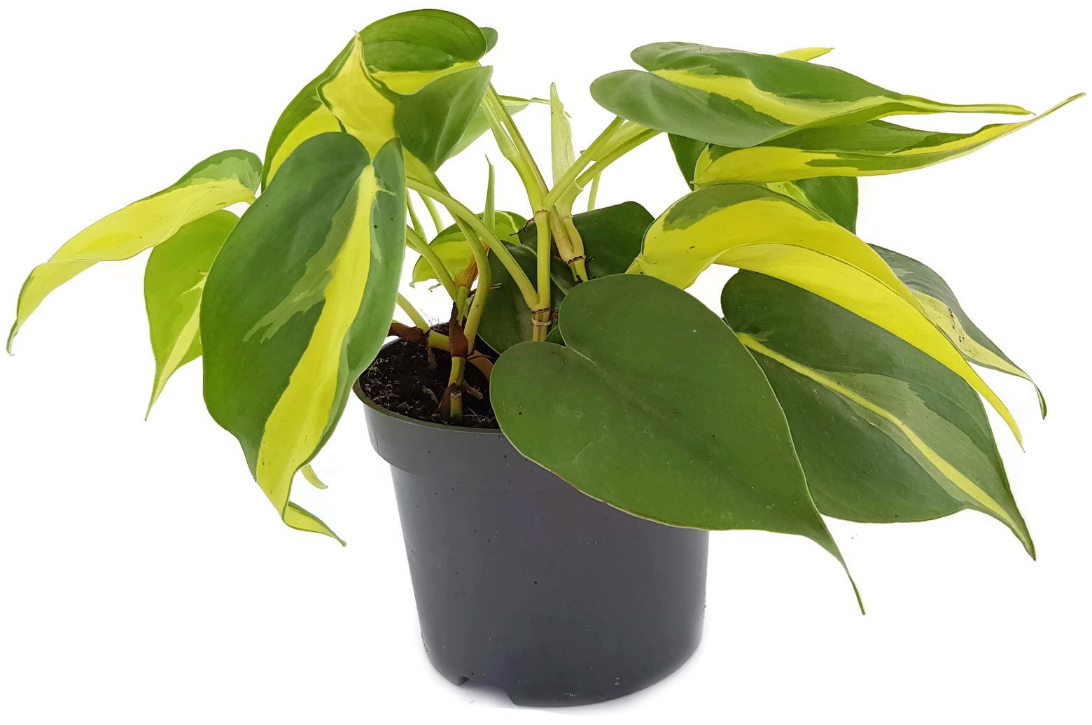 Limonengrner Baumfreund Philodendron Scandens BRAZIL - kletternde, oder  hngende Zimmerpflanze - leicht zu pflegen : Amazon.de: Garten