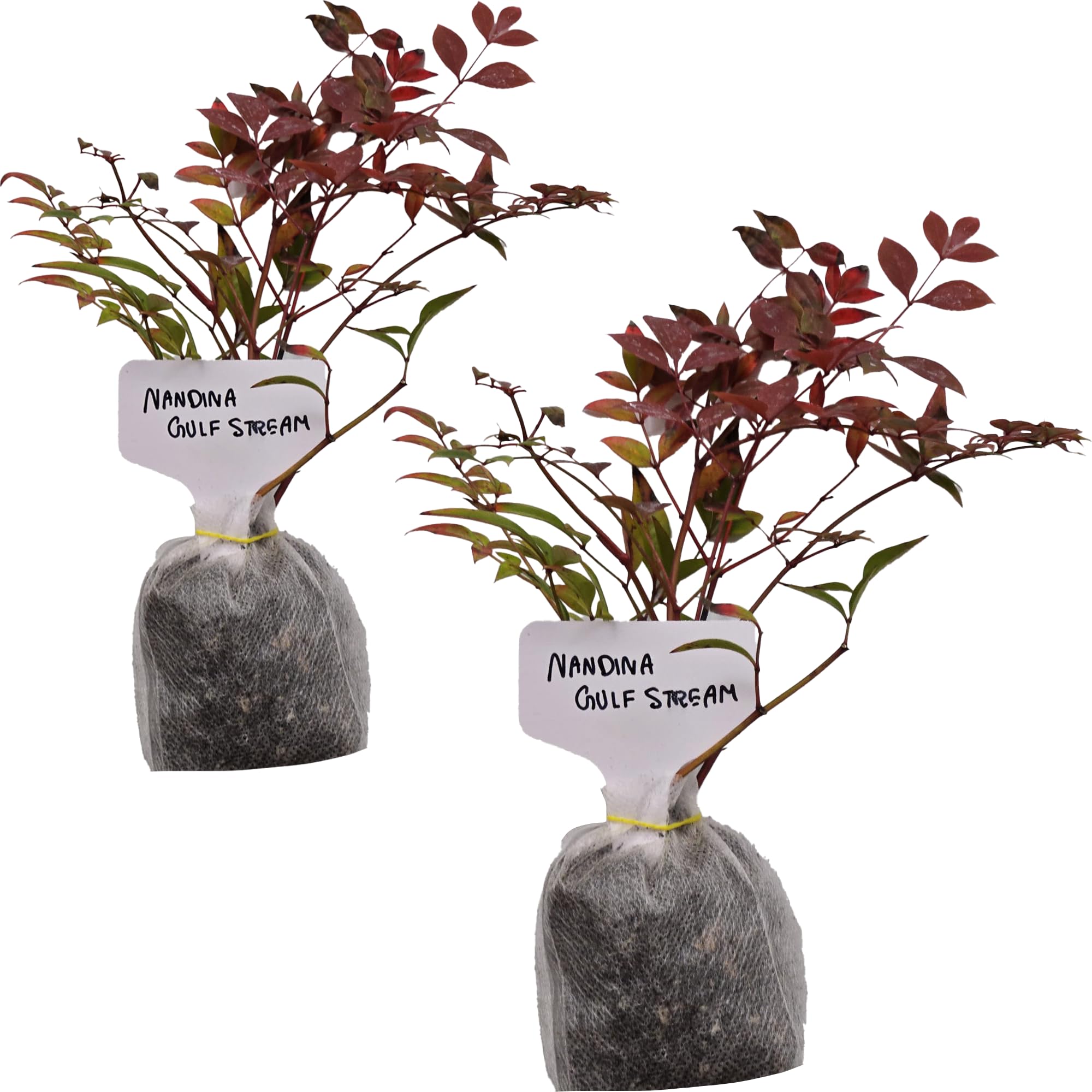 Amazon.com : Nandina Gulf Stream - Nandina domestica. Compact