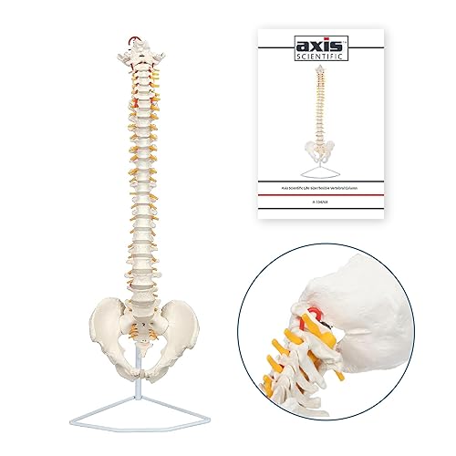Axis Scientific - Columna vertebral flexible de tamaño natural con pelvis masculina, nervios y arterias espinales, incluye soporte de metal y