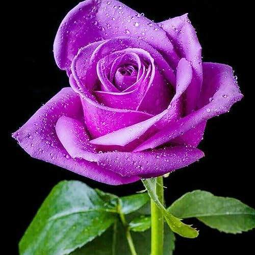 YEGAOL Garden - Semillas de rosa moradas perennes que atraen a las mariposas, flores cortadas sin OMG, para patio, jardín, exteriores, 5 unidades de