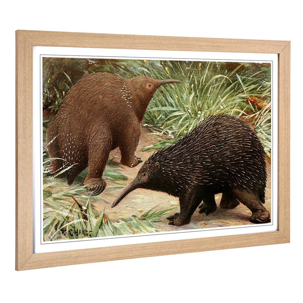 Big Box Art Framed Print of Vintage Karl Ludwig Hartig Echidna Design | Wall Art Picture | Home Decor for Kitchen, Living Room, Bedroom, Hallway, Oak, A2 / 24.5x18 Inch / 62x45cm