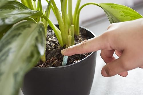 Miniatura 6 de Miracle-Gro Picos de alimento para plantas de interior, fertilizante para plantas, 1.1 onzas, 24 picos por paquete (paquete de 24)