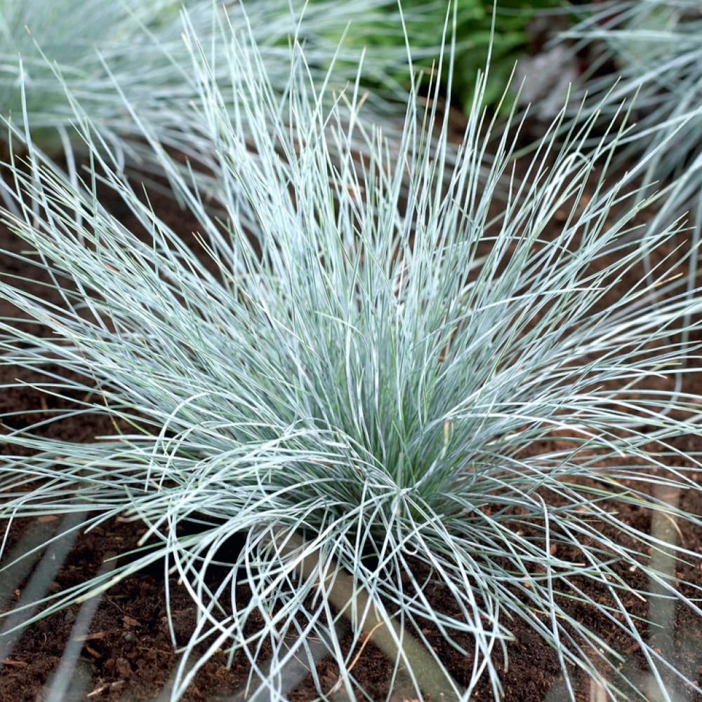 YouGarden Fescue Grass Festuca Glauca Blue - 9cm Pot - Silver