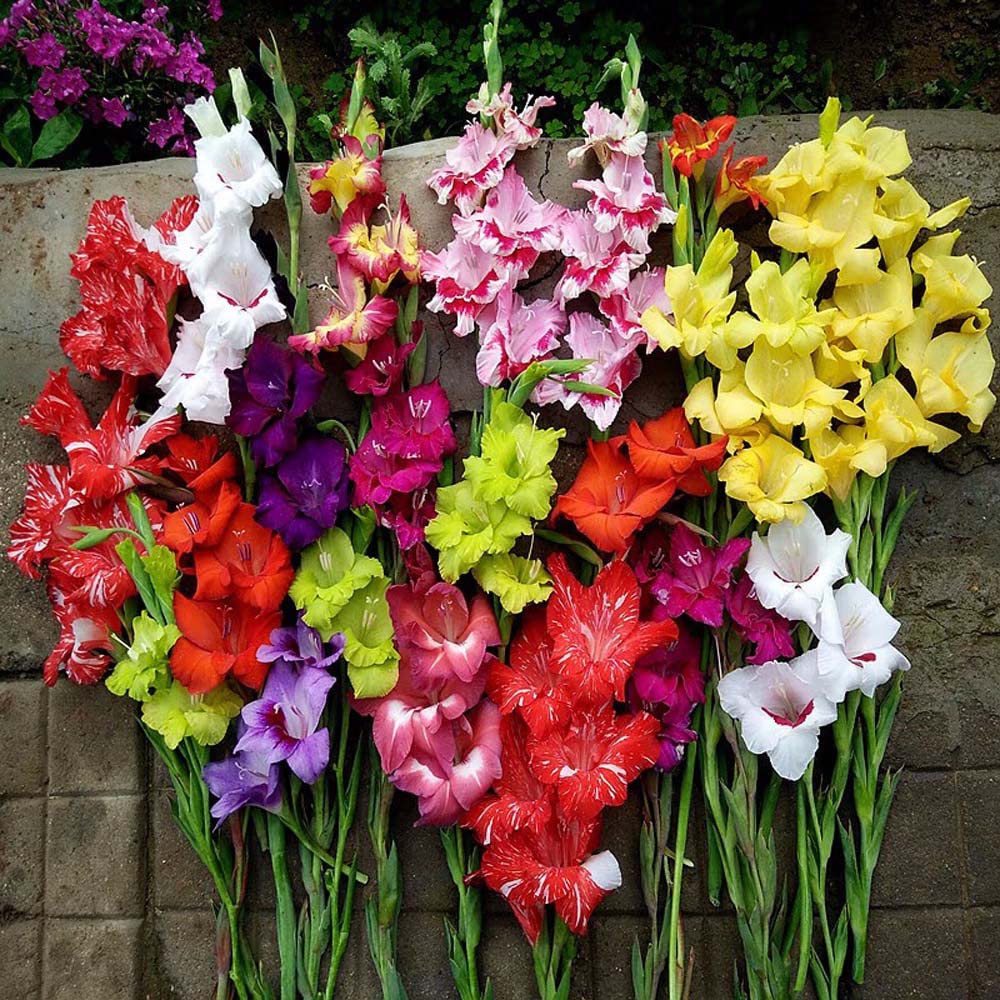 Gladioli Bulbs Gladioli Mixed Bulbs Large Flowering Mixed Rainbow Colour Collection Colourful Summer Flowering Bulbs for Gardens