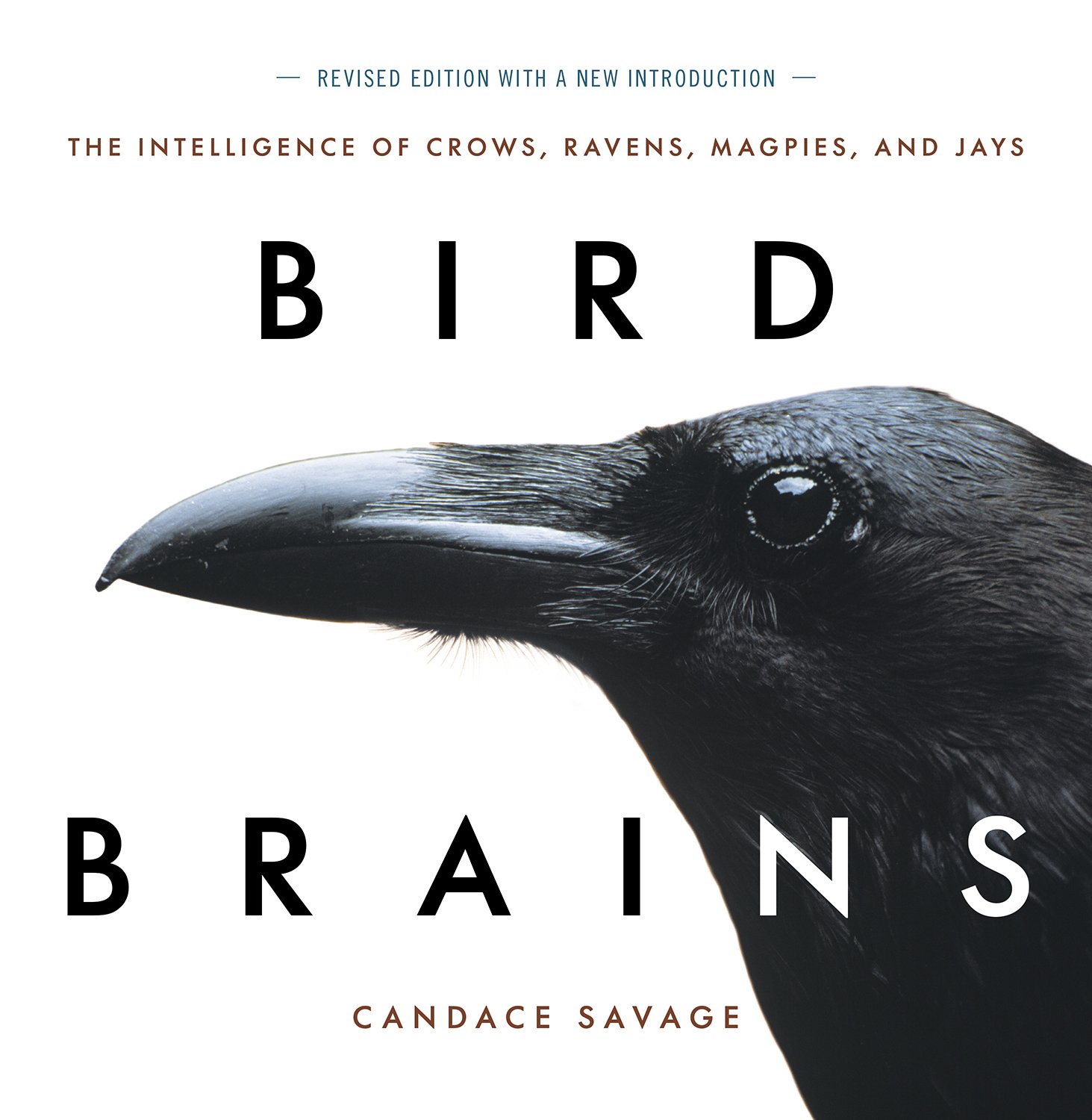 Bird Brains: The Intelligence of Crows, Ravens, Magpies, and Jays Paperback – June 2, 1997