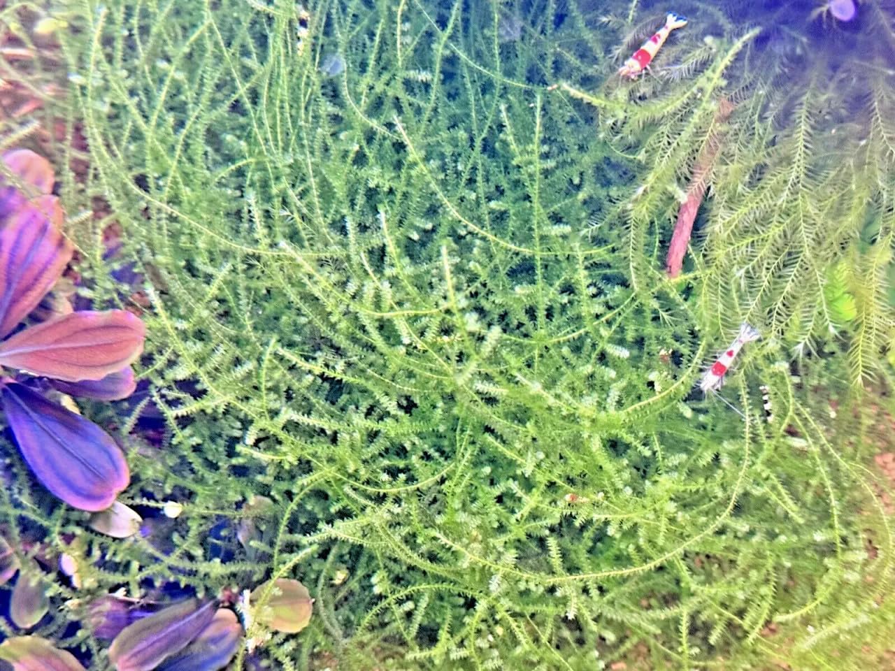 Spiky Moss - Live Aquatic Moss Plants Aquarium Moss Freshwater Planted Tank (2 Portions)