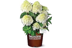 Southern Living Hydrangea 'White Wedding'