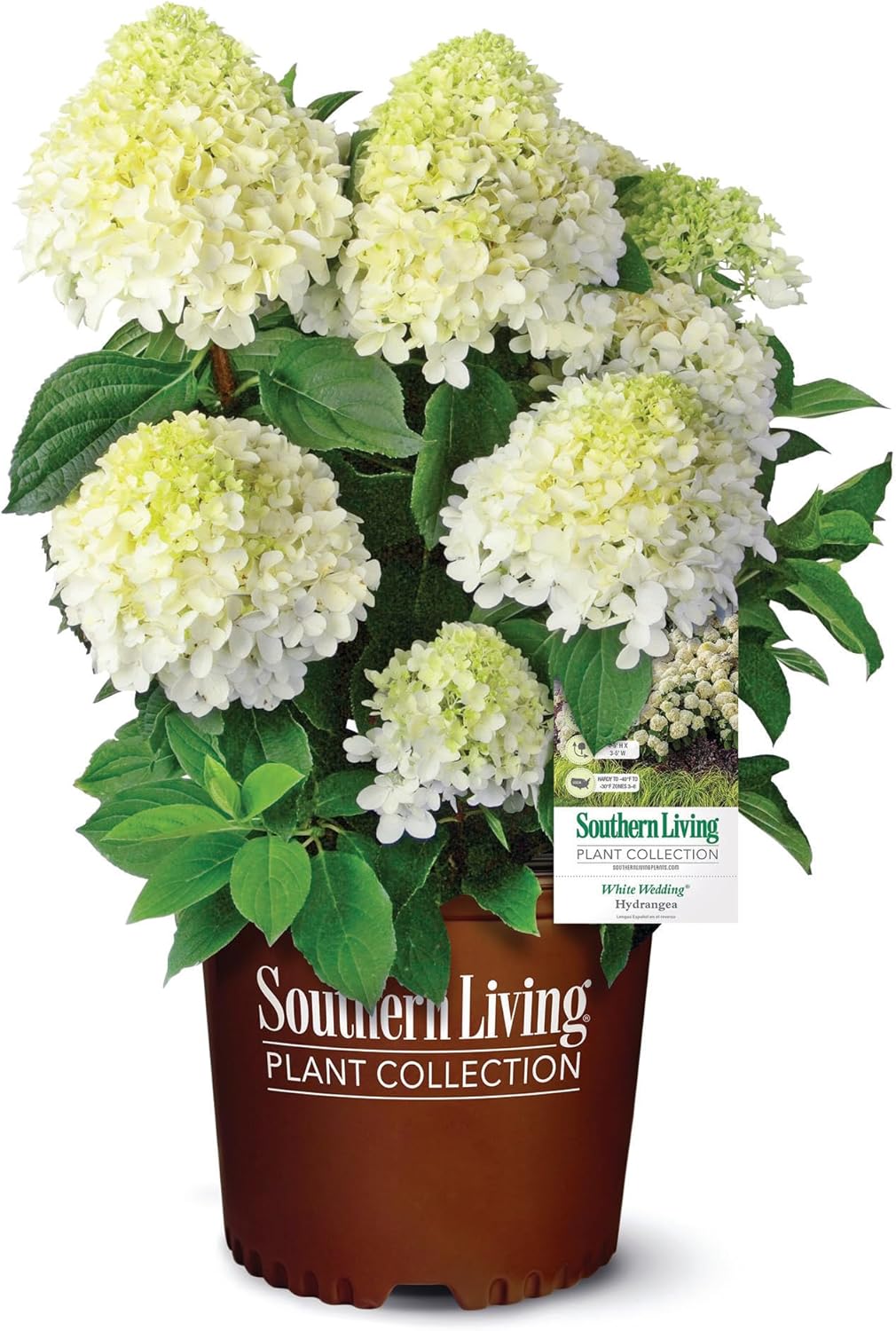 2 Gallon Southern Living Hydrangea White Wedding Shrub