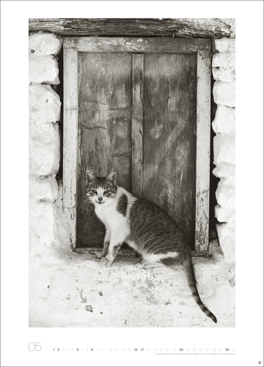 Cats Edition Kalender 2027: Elegante Samtpfoten in schwarz-weiß in einem XXL-Kalender. Tierkalender 2027 im Großformat. Hochwertiger großer Fotokalender für Katzenfans.