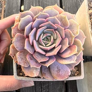 No.16 ヒアリナ 美人苗 多肉植物 韓国苗（多肉植物園(多肉保育園