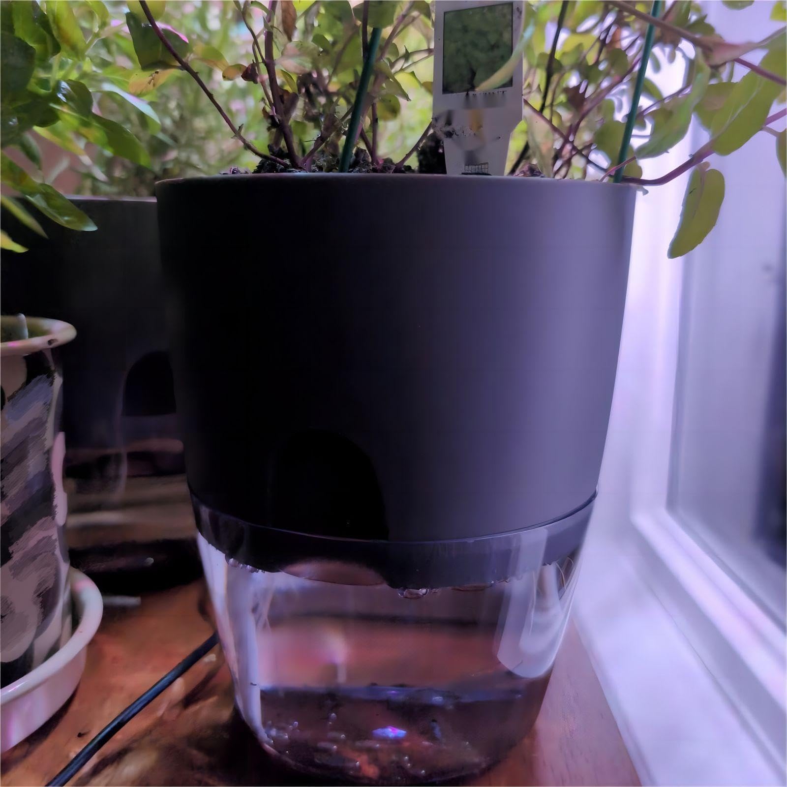 Lot De 6 Pots De Fleurs à Arrosage Automatique De 15,2 Cm Pour Plantes D' Intérieur Et D'extérieur, Violet Africain, Pots Transparents Pour Grandes Herbes, Orchidées, Fleurs D'intérieur, Blanc