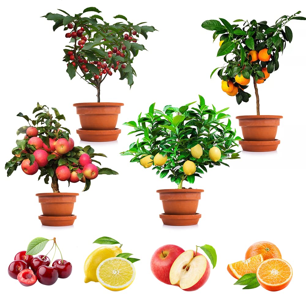 Buy 200+ Mix Dwarf Bonsai Fruit Tree for ing, 4 Variety Individual
