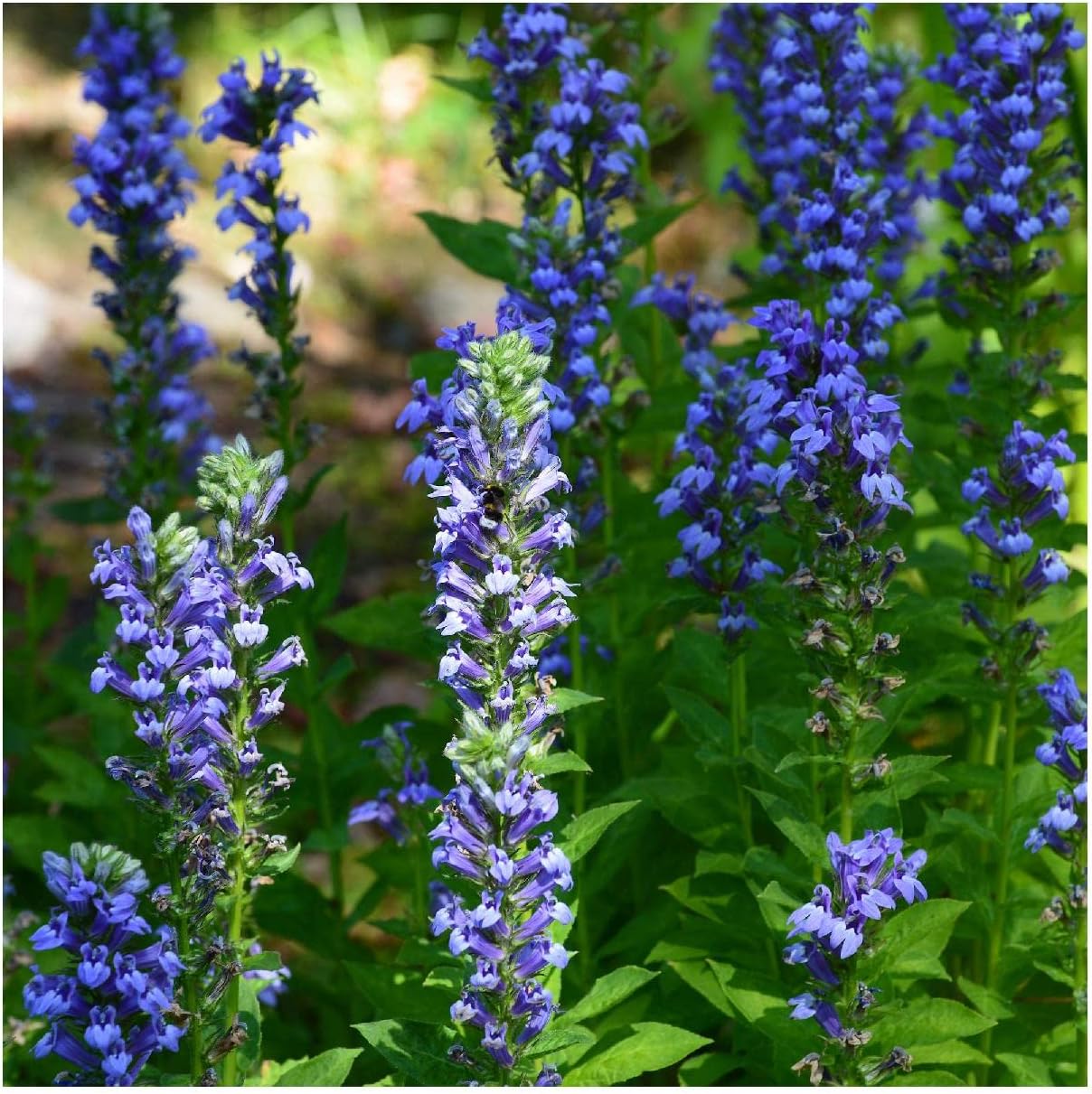 Everwilde Farms - 1 Oz Great Blue Lobelia Native Wildflower Seeds - Gold Vault