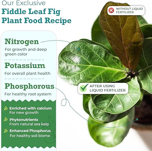 Miniatura 3 de Fiddle Leaf Fig Tree Plant Food- Abono para Ficus Lyrata fortificado con calcio, libre de urea y con relación nitrógeo/fósforo/potasio de 3-1-2 para