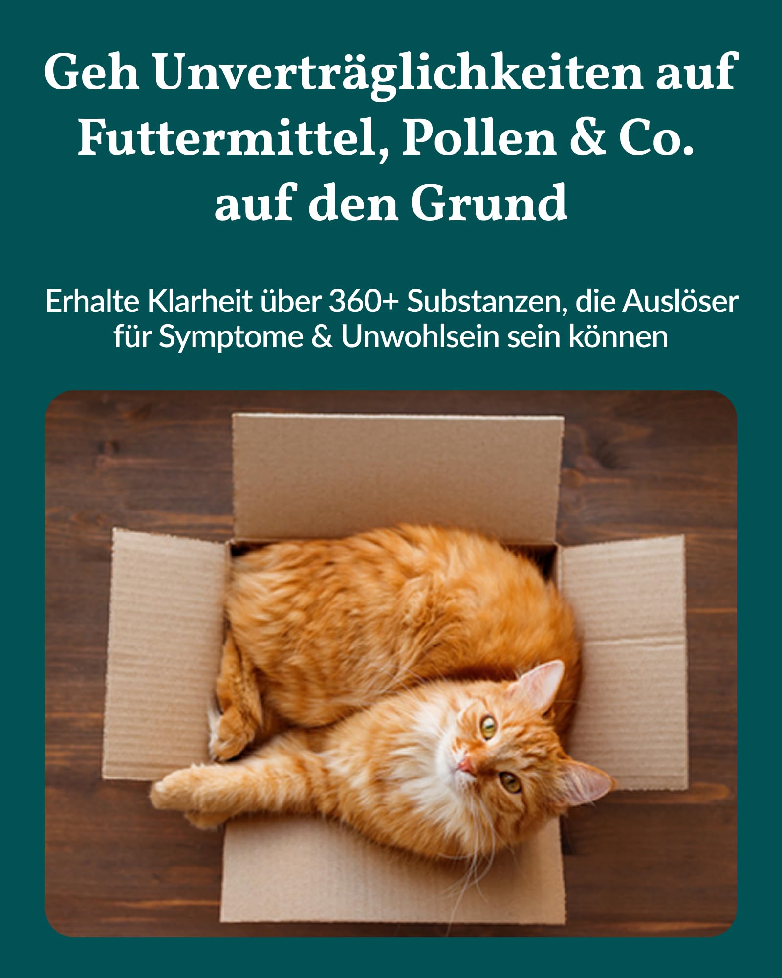 vetevo Allergietest Basic Katze, Unverträglichkeitstest Katzen, bei Juckreiz-Symptomen, Pfoten-Beißen & Niesen, 260+ Futtermittel Unverträglichkeiten Testen