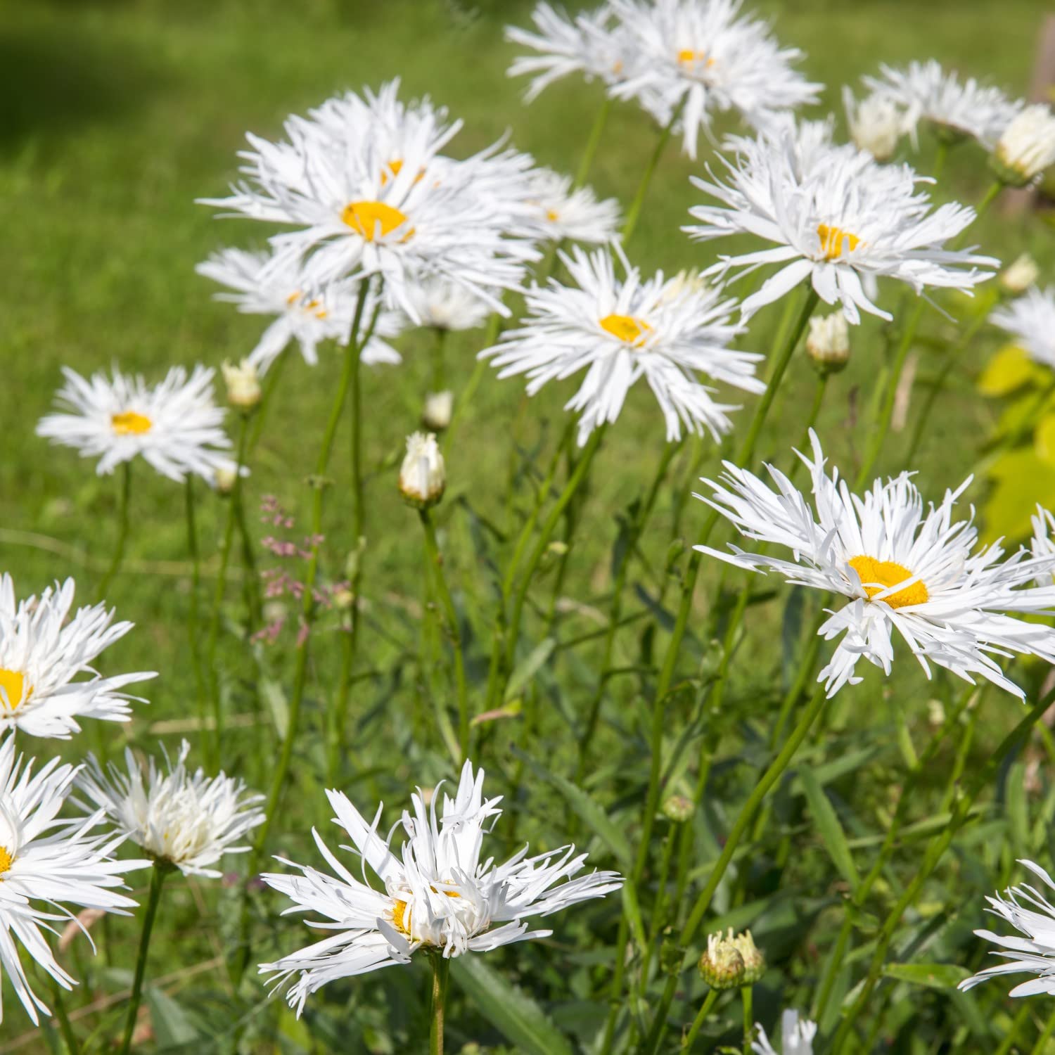 ARABIA エステリ \"Chrysanthemum leucanthemum\" Chrysanthemum leucanthemum (Ox-Eye Daisy) – MySeedsCo