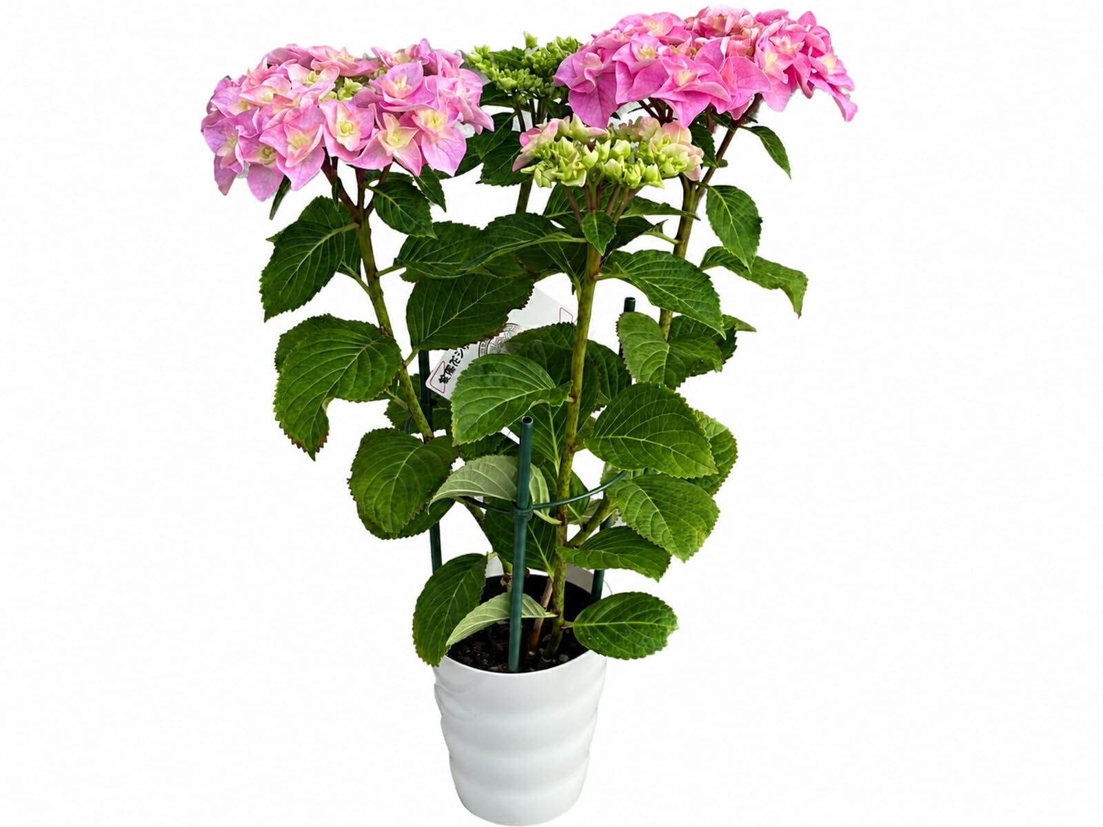 Amazon｜【SAKIKU-EN】 雷王 生産直送 あじさい 鉢植え 4号鉢サイズ fw