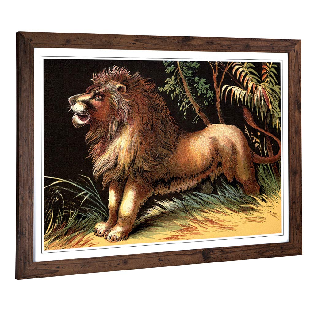 Big Box Art Framed Print of Vintage 1880 Male Lion Design | Wall Art Picture | Home Decor for Kitchen, Living Room, Bedroom, Hallway, Walnut, A2 / 24.5x18 Inch / 62x45cm