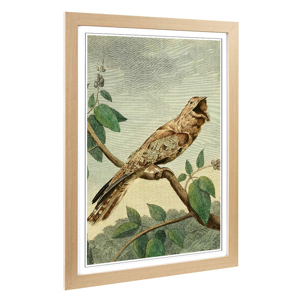 Big Box Art Framed Print of Vintage Charles R Ryley Goatsucker Design | Wall Art Picture | Home Decor for Kitchen, Living Room, Bedroom, Hallway, Oak, A2 / 24.5x18 Inch / 62x45cm