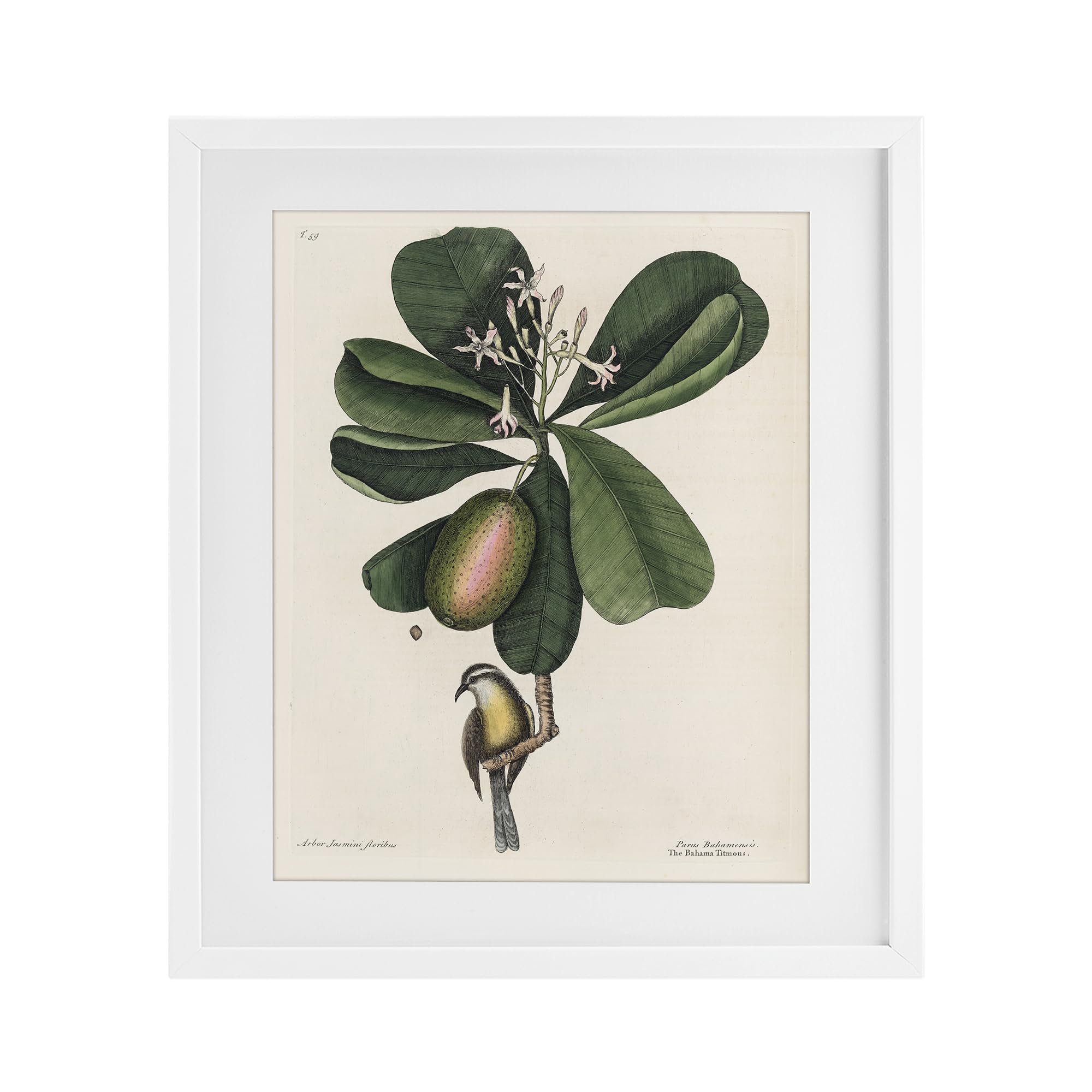 Stupell Industries 'Catesby Flora & Fauna', Framed Print Under Glass, White, 17 x 21 Inches, Easy to Hang and Sturdy, Made in USA, by Print Collection