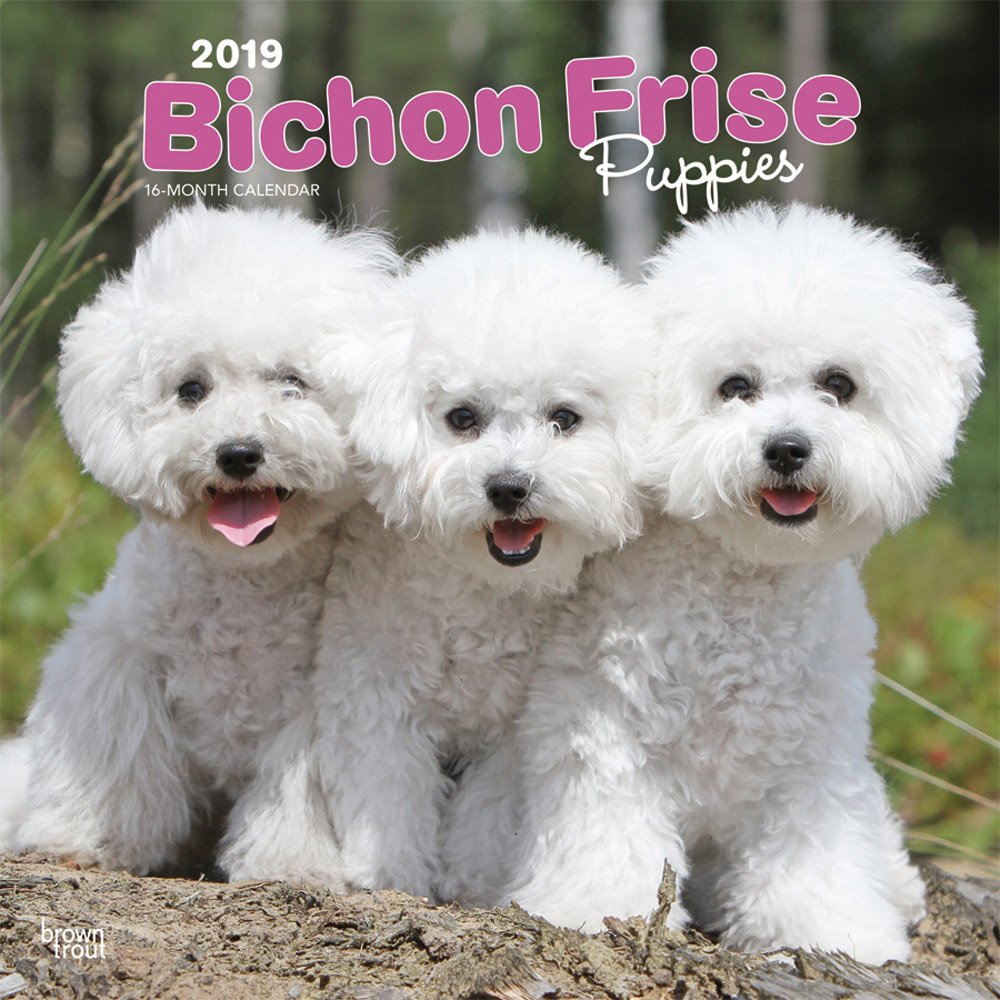 Bichon Frise Puppies 2019 12 x 12 Inch Monthly Square Wall Calendar, Animals Dog Breeds Puppies (Multilingual Edition)