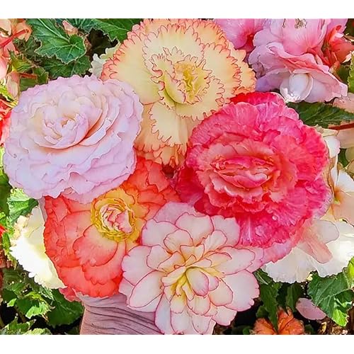 Begonia Samba Flower Bulb Mix (3 Bulbs) - Colorful Upright, Fringed, Double Blooms - Ideal for Pots, Containers, Hanging Plants -