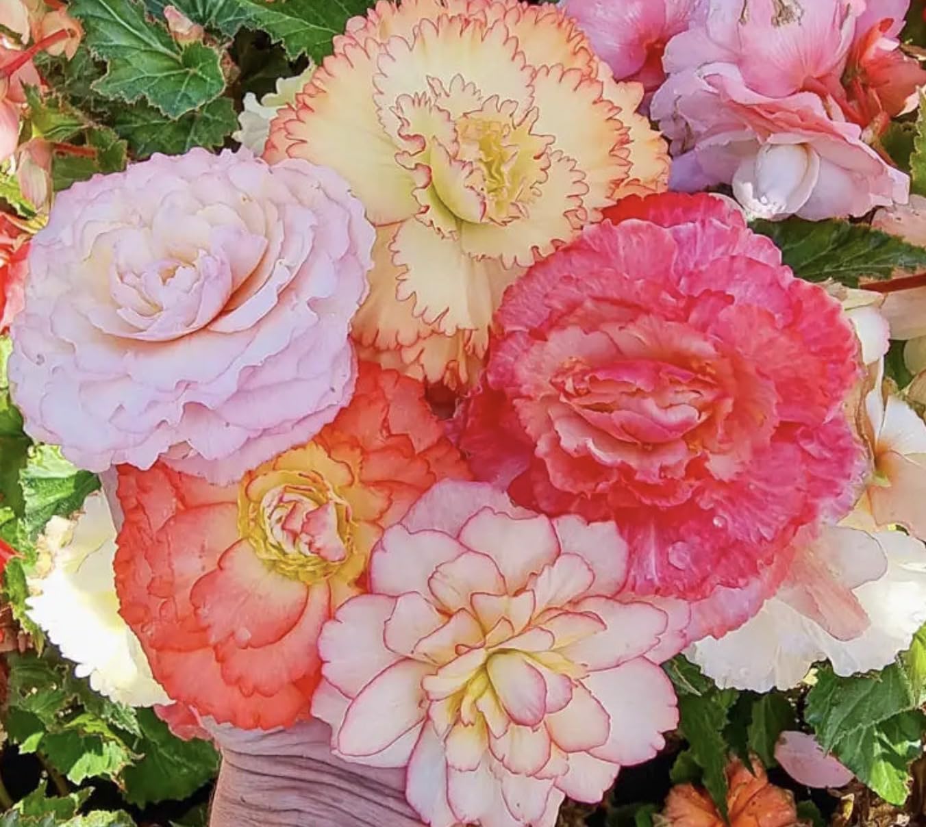 Begonia Samba Flower Bulb Mix