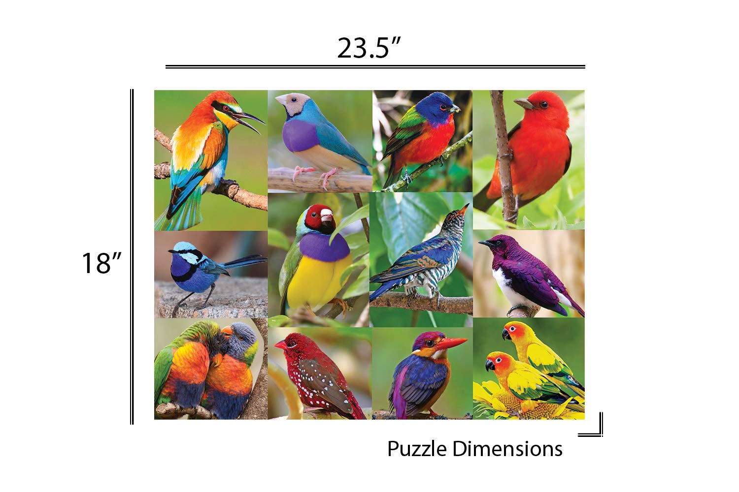 Springbok 500ピース ジグソーパズル バーズ オブ パラダイス Amazon.com: Springbok's 500 Piece Jigsaw Puzzle Birds of