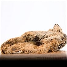 George & Bobs Beef Ears with Fur - 1000 g | With Shell | Long Chewing Fun | 100% Natural | Barf