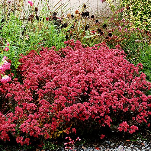 Sedum Seeds Showy Stonecrop, Border Stonecrop Perennial Cut Flowers Deer & Rabbit Resistant Drought Tolerant Attracts Pollinators Beds Borders Patio Containers 50Pcs by YEGAOL Garden
