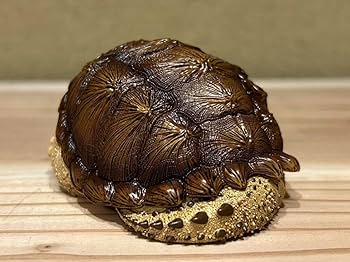 亀のフィギュア 61JSoN0ZNLL.jpg_BO30,255,255,