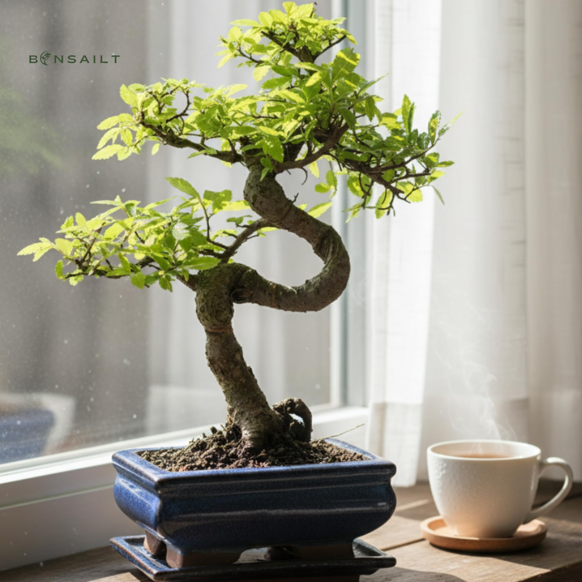 Bonsai Baum mit Keramik Blumentopf - Chinese elm - ca. 7 Jahre (15 cm Schale, ca. 7 Jahre)
