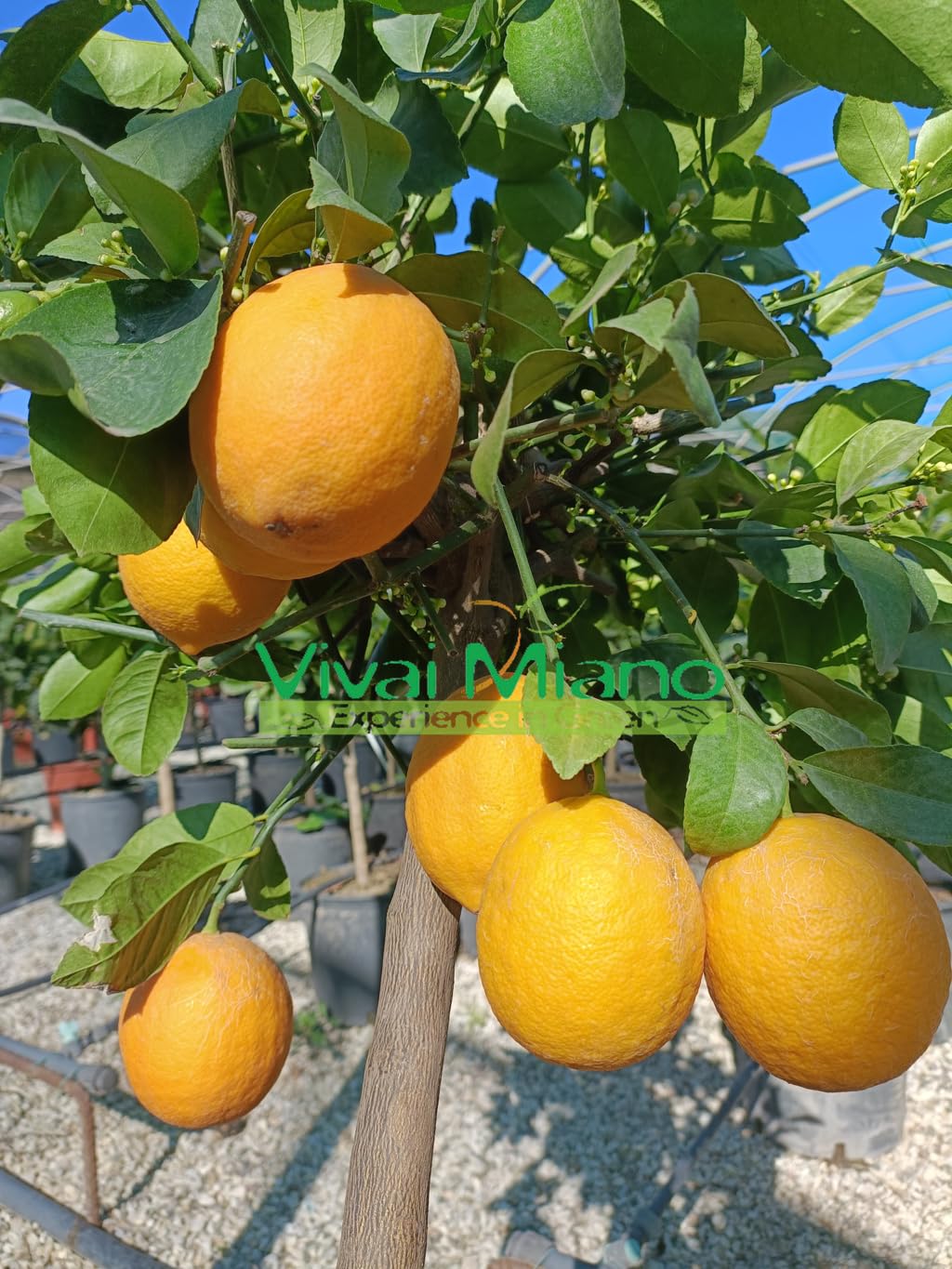 Pianta di Limone Meyer (vaso - 20) - Immagine reale