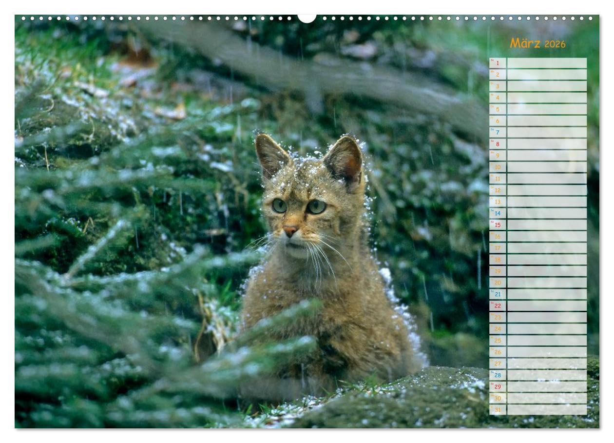 Tiere des Waldes (hochwertiger Premium Wandkalender 2026 DIN A2 quer), Kunstdruck in Hochglanz: Naturkalender mit 13 Tiermotiven (CALVENDO Tiere)