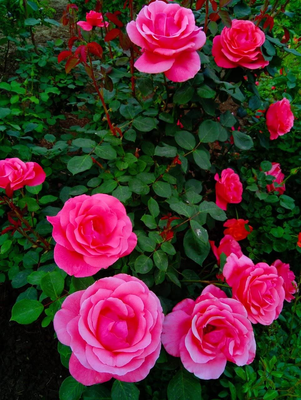 J R GLOBLE Live Rose Plant (B09NT1PVB6) Amazon Price History, Amazon Price Tracker