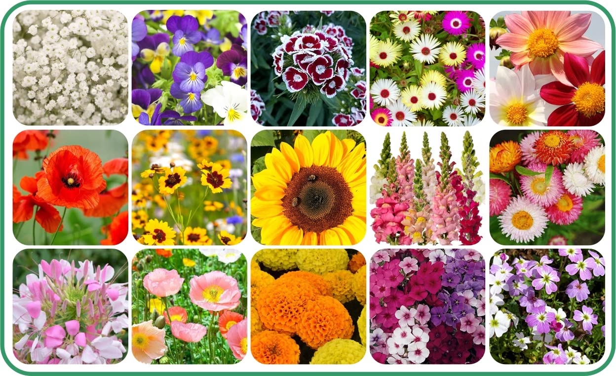 Agnico 15 Variety Of Flower Seeds Combo Pack With Instruction Manual. (B0BHDYQQSM) Amazon Price History, Amazon Price Tracker