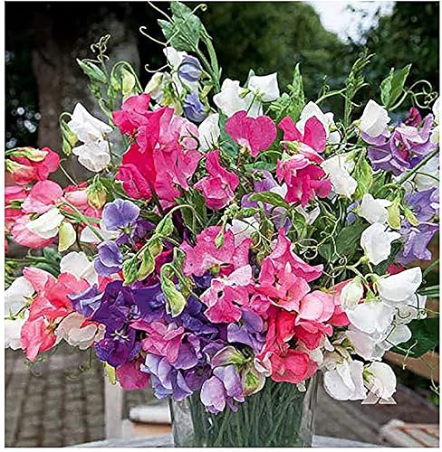 Semillas mixtas de guisantes dulces de Bijoux enano - Aproximadamente 65 semillas..