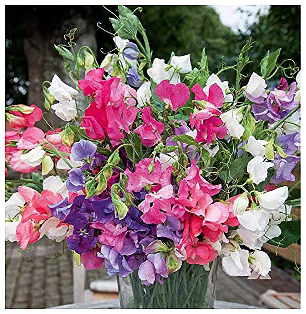 Dwarf Bijoux Sweet Pea