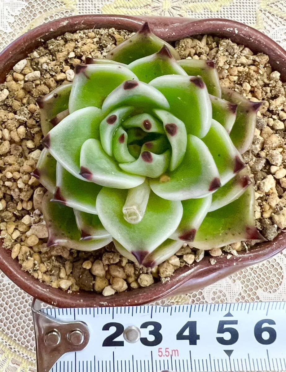 Amazon.co.jp: 特選美苗多肉植物ブルードラゴン : おもちゃ